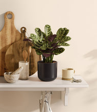 Load image into Gallery viewer, Stone Black