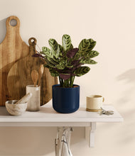 Load image into Gallery viewer, Twilight Blue