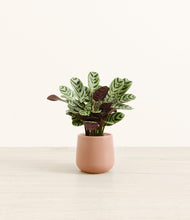 Load image into Gallery viewer, Calm Rose*****Profile