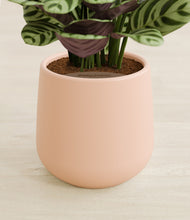 Load image into Gallery viewer, Gentle Pink stand:all