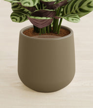 Load image into Gallery viewer, Olive stand:all