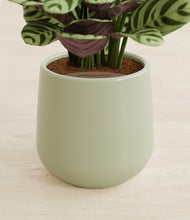 Load image into Gallery viewer, Turquoise stand:all