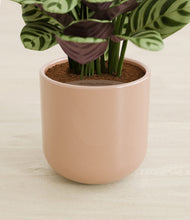 Load image into Gallery viewer, Glossy Pink stand:all