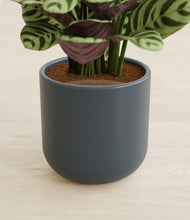 Load image into Gallery viewer, Iron Gray stand:all