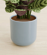 Load image into Gallery viewer, Misty Blue stand:all