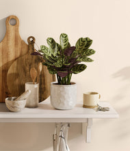 Load image into Gallery viewer, Hammered Ivory