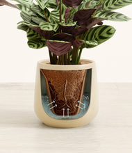 Load image into Gallery viewer, Almond Green stand:all