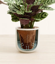 Load image into Gallery viewer, Cotton White stand:all