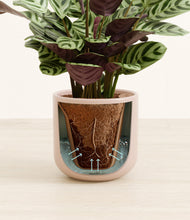 Load image into Gallery viewer, Sandy Pink stand:all