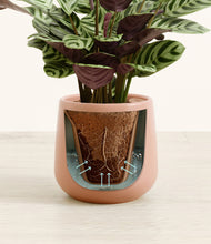 Load image into Gallery viewer, Calm Rose stand:all