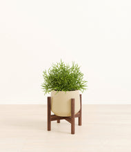 Load image into Gallery viewer, Almond Green stand:walnut