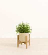 Load image into Gallery viewer, Almond Green stand:bamboo