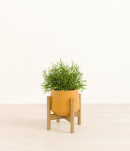 Load image into Gallery viewer, Mustard stand:bamboo
