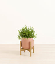 Lade das Bild in den Galerie-Viewer, Calm Rose stand:bamboo