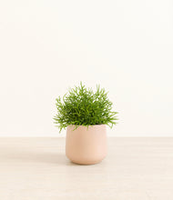 Lade das Bild in den Galerie-Viewer, Gentle Pink*****Profile