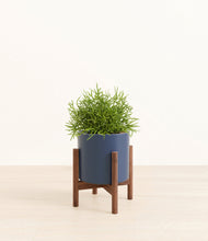 Load image into Gallery viewer, Deep Navy stand:walnut