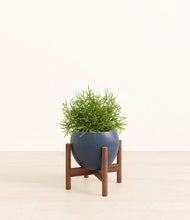 Load image into Gallery viewer, Deep Navy stand:walnut