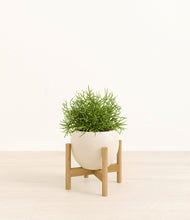 Load image into Gallery viewer, Shiny EggWhite stand:bamboo