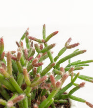 Load image into Gallery viewer, ALL