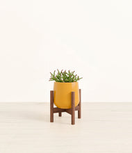 Load image into Gallery viewer, Mustard stand:walnut