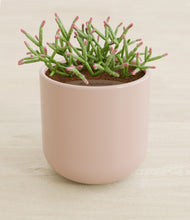 Load image into Gallery viewer, Sandy Pink stand:all