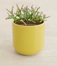 Load image into Gallery viewer, Key Lime Yellow stand:all