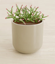 Load image into Gallery viewer, Sage Green stand:all