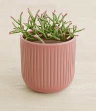 Load image into Gallery viewer, Striped Rose Pink stand:all