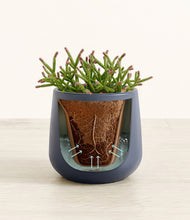 Load image into Gallery viewer, Deep Navy stand:all