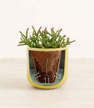 Load image into Gallery viewer, Key Lime Yellow stand:all