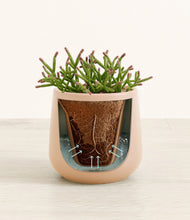 Load image into Gallery viewer, Gentle Pink stand:all