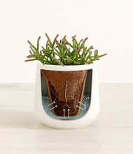 Load image into Gallery viewer, White stand:all