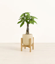 Load image into Gallery viewer, Almond Green stand:bamboo