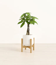 Load image into Gallery viewer, White stand:bamboo