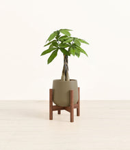 Load image into Gallery viewer, Olive stand:walnut