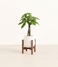 Load image into Gallery viewer, White stand:walnut