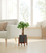 Load image into Gallery viewer, Dark Olive stand:walnut