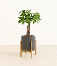 Load image into Gallery viewer, Dark Olive stand:bamboo