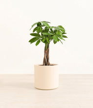 Load image into Gallery viewer, Cream*****Profile