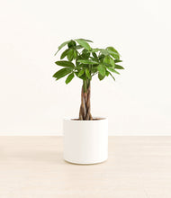 Load image into Gallery viewer, White*****Profile