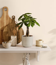 Load image into Gallery viewer, Cotton White