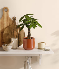 Load image into Gallery viewer, Glossy Red