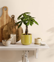 Load image into Gallery viewer, Key Lime Yellow