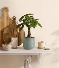 Load image into Gallery viewer, Reactive Aqua