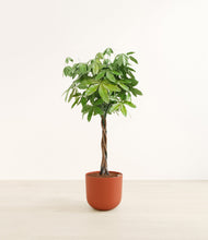 Load image into Gallery viewer, Earth Red*****Profile