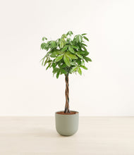 Load image into Gallery viewer, Sage Green*****Profile