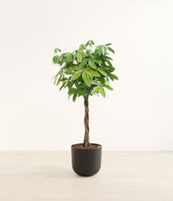 Load image into Gallery viewer, Stone Black*****Profile