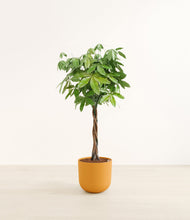 Load image into Gallery viewer, Sunset Orange*****Profile