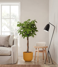 Load image into Gallery viewer, Sunset Orange