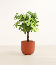 Load image into Gallery viewer, Earth Red*****Profile